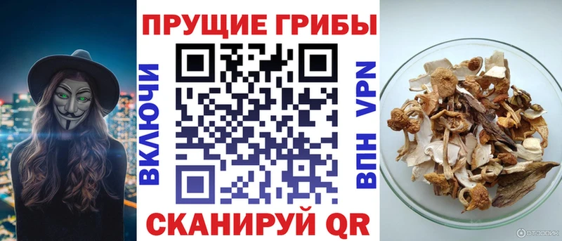 Галлюциногенные грибы Cubensis  дарнет шоп  Южа 